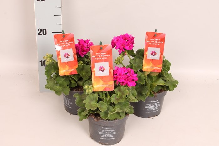 Pelargonium Calliope M Violet