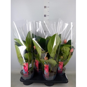 Medinilla magn. 'Flamenco'