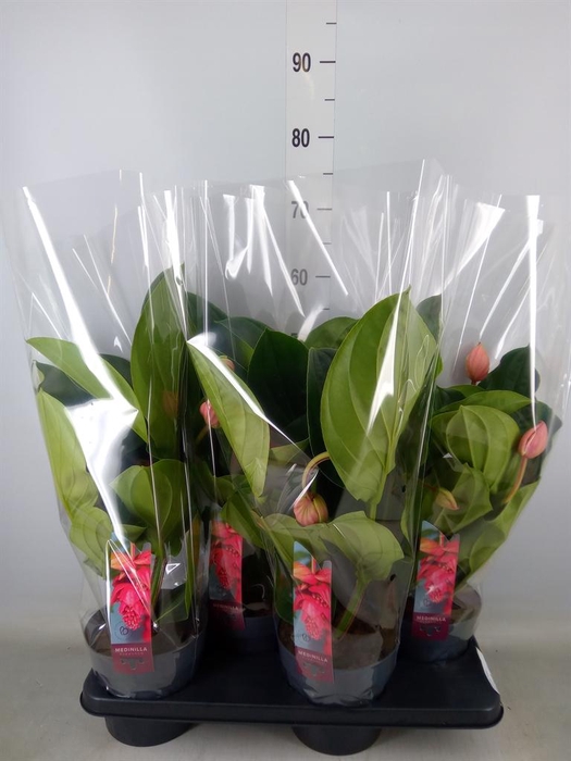 <h4>Medinilla magn. 'Flamenco'</h4>