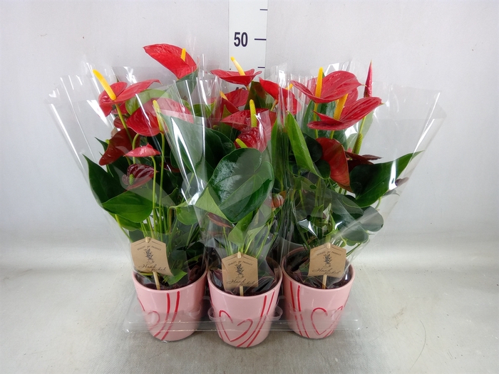 <h4>Anthurium  'Diamond Red'</h4>