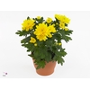 Chrysant Double Yellow