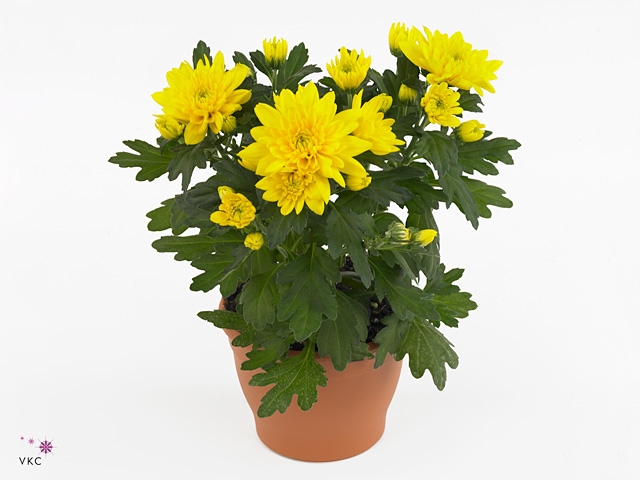 Chrysant Double Yellow