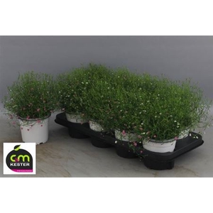 Gypsophila muralis gemengd in pot