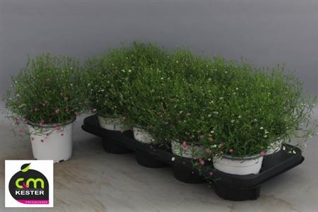 <h4>Gypsophila muralis gemengd in pot</h4>
