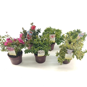 Rhododendron ENCORE® MIX P19