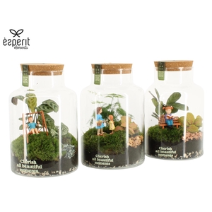 90979: Little Green Moments Terrarium