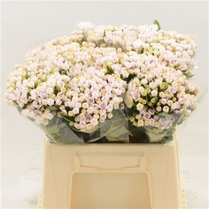 BOUVARDIA TWO TONE PINK