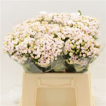 BOUVARDIA TWO TONE PINK
