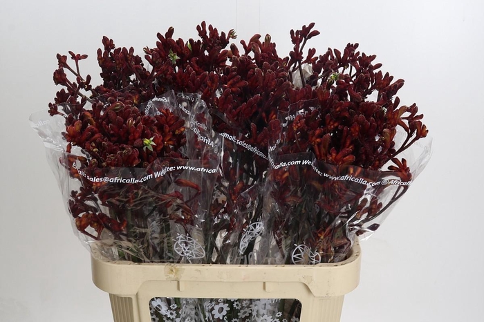 <h4>Anigozanthos Early Spring</h4>