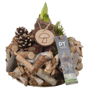 PTAA7543 Arrangementen Hippeastrum