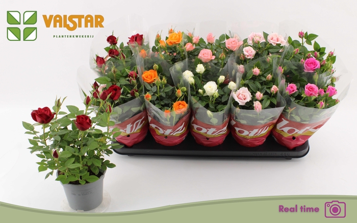 <h4>Ro Lotz Of Gem 6 Kl</h4>