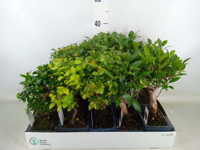 <h4>Bonsai   ...mix</h4>