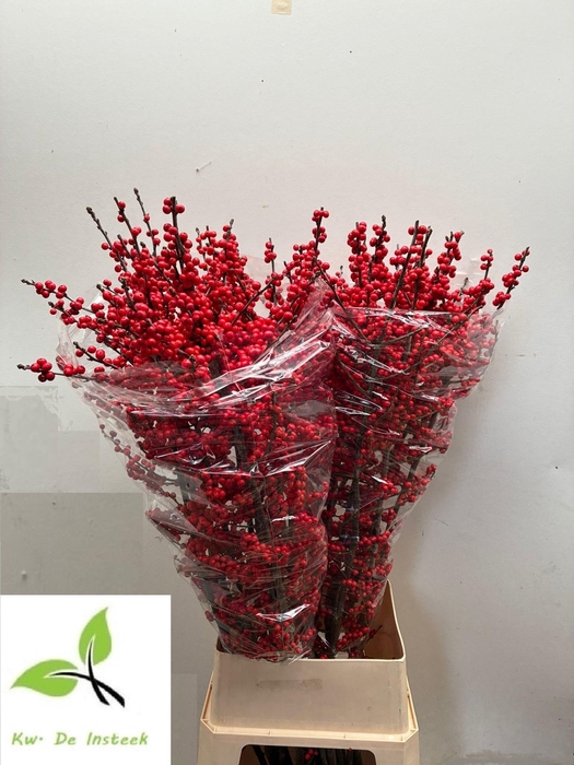 <h4>ILEX VE RODE BES</h4>