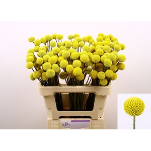 Craspedia Paint Pop Marginpar