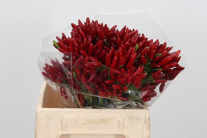 <h4>Caps Red Fire</h4>