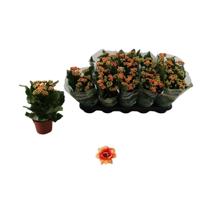 KAL GE FELIZ BICOLOR