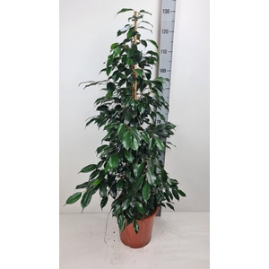 Ficus benja. 'Danielle'