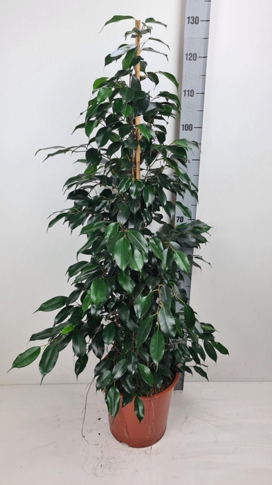 <h4>Ficus benja. 'Danielle'</h4>