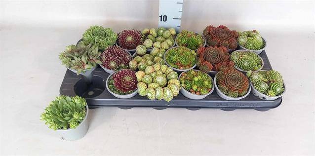 <h4>SEMPERVIVUM MIX P9</h4>