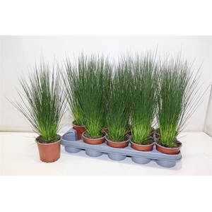 Juncus Penc Grass