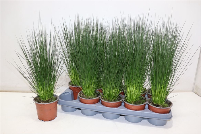 <h4>Juncus Penc Grass</h4>