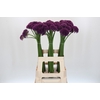 Allium Purper