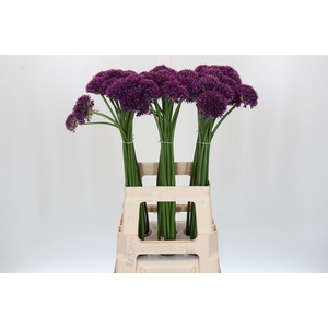 Allium Purper