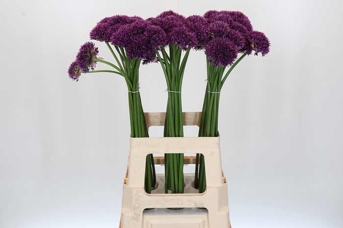 <h4>Allium Purper</h4>