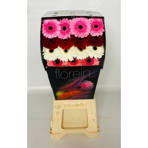 Gerbera Mix 4 kleuren Diamond