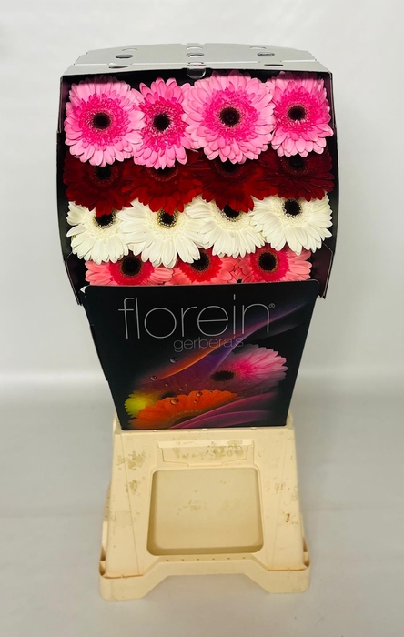 <h4>Gerbera Mix 4 kleuren Diamond</h4>