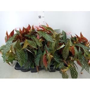 Begonia BD 'Double Dot'