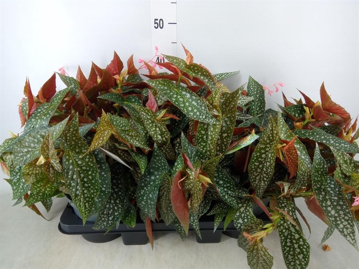 <h4>Begonia BD 'Double Dot'</h4>