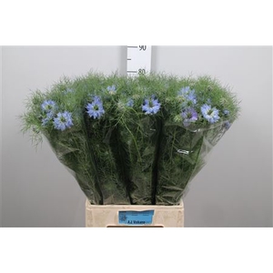Nige D Mystry Blue