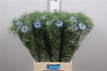 Nige D Mystry Blue