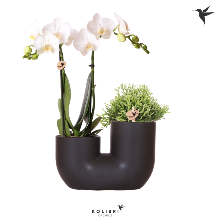 <h4>Phal Kolibri Wit 2 Tak Keramiek Tube Black</h4>