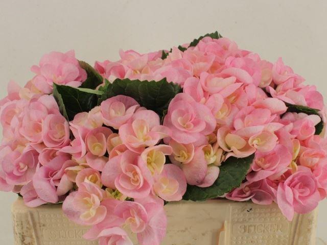 <h4>HORT PAPILLON</h4>