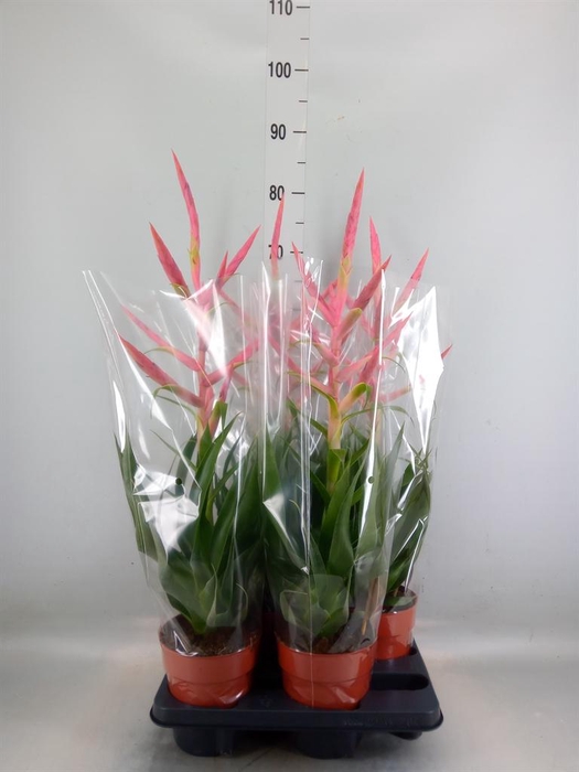 <h4>Tillandsia  'Dolce'</h4>