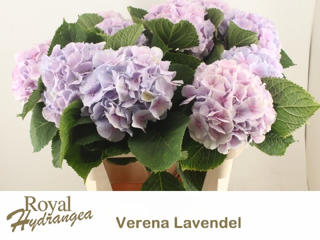 <h4>HYDR M CH VERENA BL</h4>