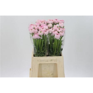 Ran Su Real Marleene