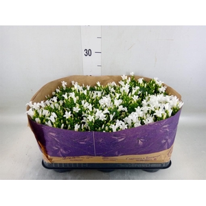 Campanula porten. 'Royal'