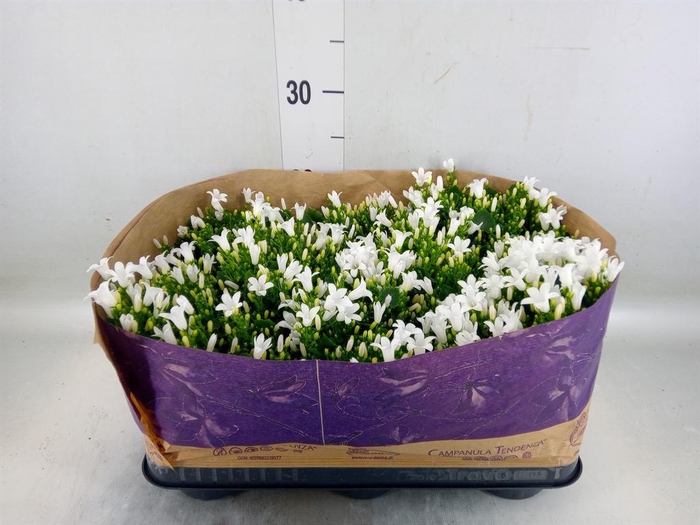 <h4>Campanula porten. 'Royal'</h4>