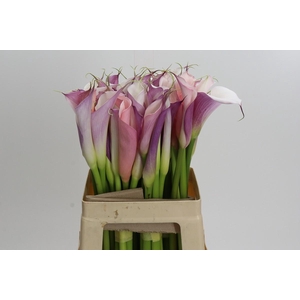 Zantedeschia Eydolls Purple White