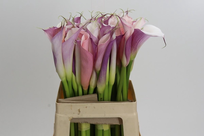<h4>Zantedeschia Eydolls Purple White</h4>