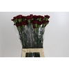 Dianthus St Zurigo