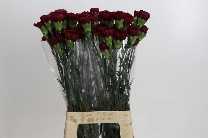 <h4>Dianthus St Zurigo</h4>