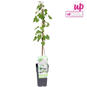 Fallopia Baldschuanica