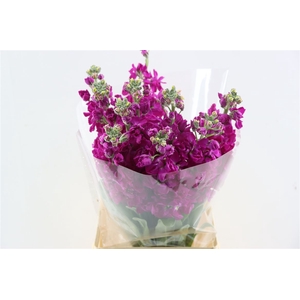 Matth Iron Deep Pink
