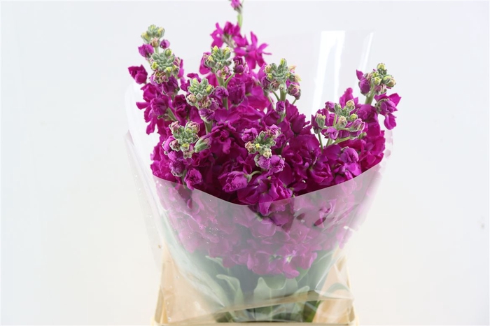 <h4>Matth Iron Deep Pink</h4>