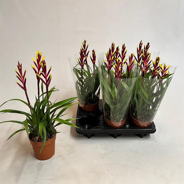 Guzmania Misty 12Ø 40cm