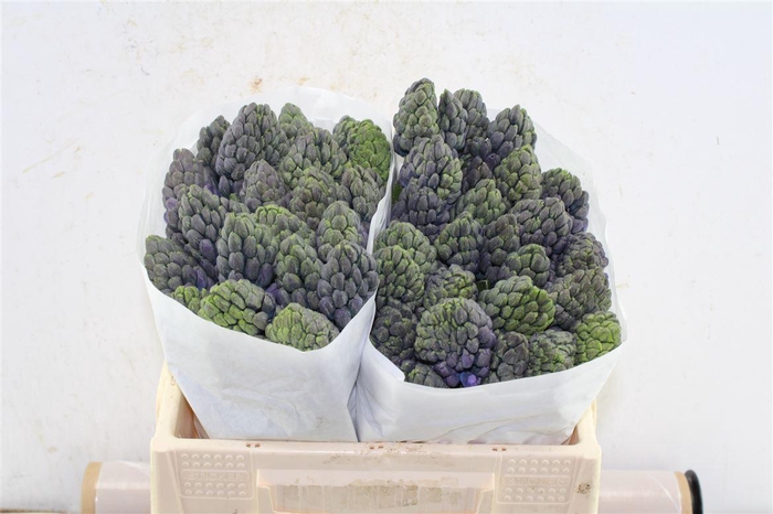 <h4>Hyac Delft Blue</h4>